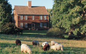 Sheep_grazing_-_1060_x_669